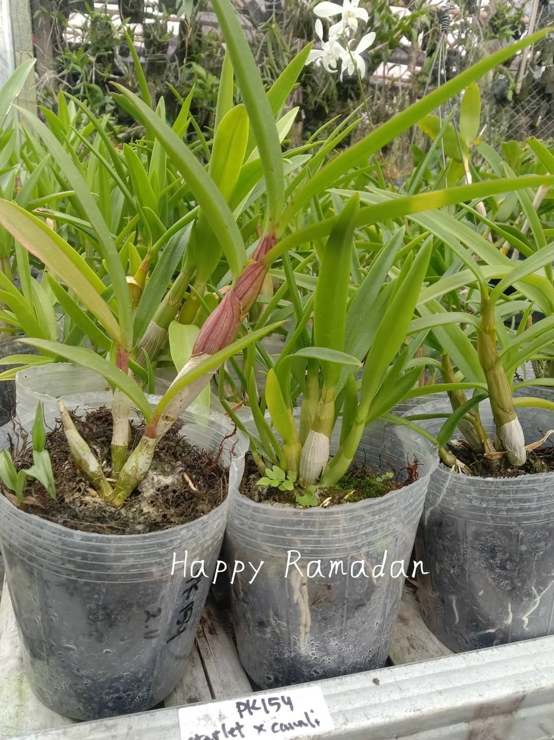 Foto indah produk yang tertata rapi