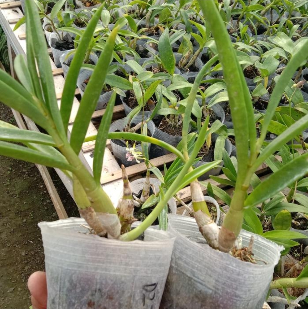 Foto indah produk yang tertata rapi
