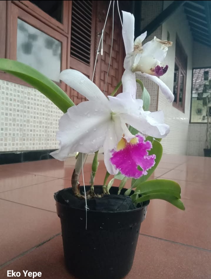 Anggrek Dewasa Berbunga