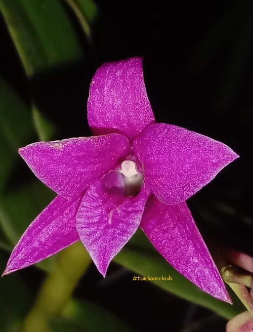 Anggrek Dewasa Berbunga