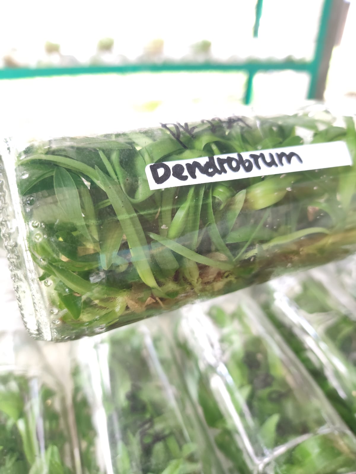 Anggrek Dendrobium
