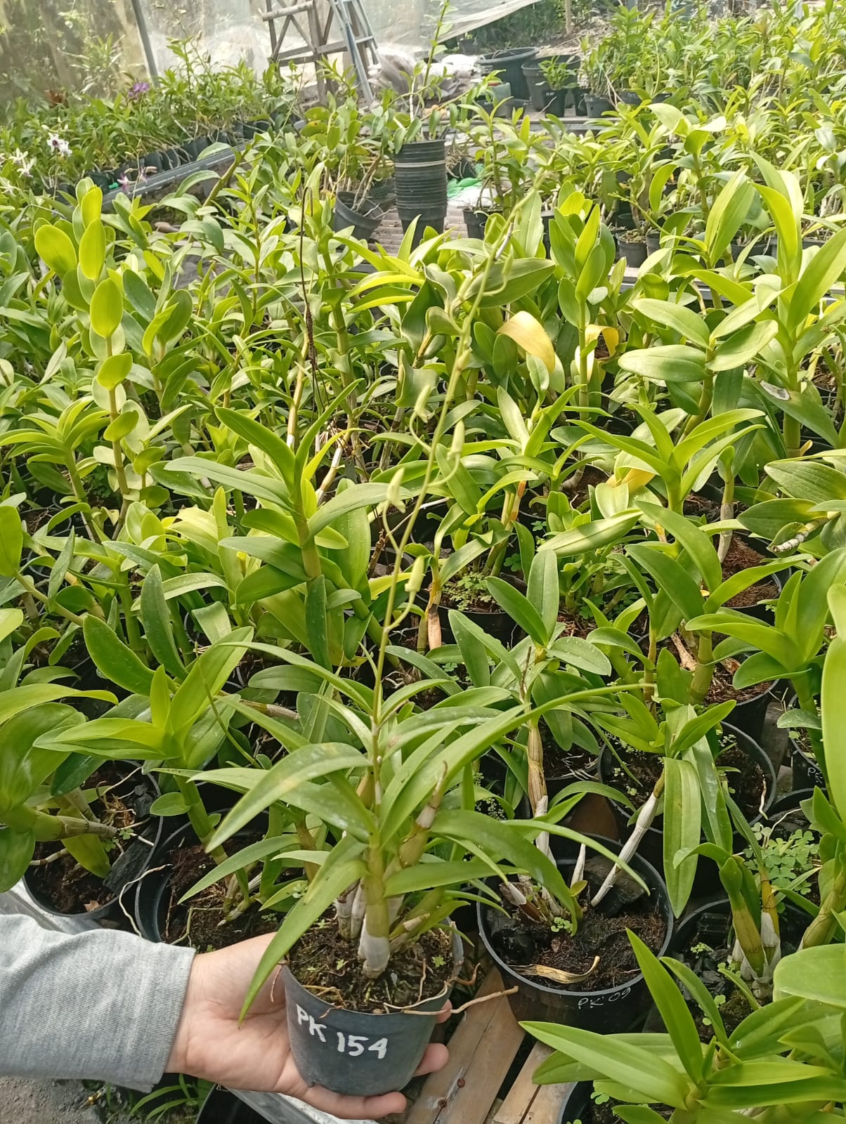 Anggrek Remaja