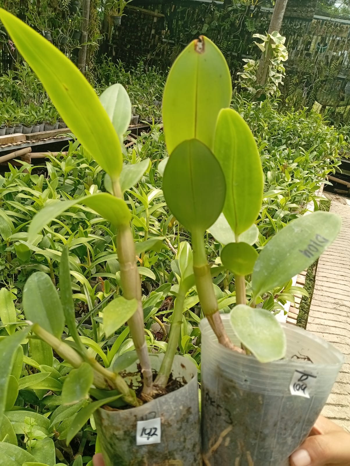 Anggrek Remaja