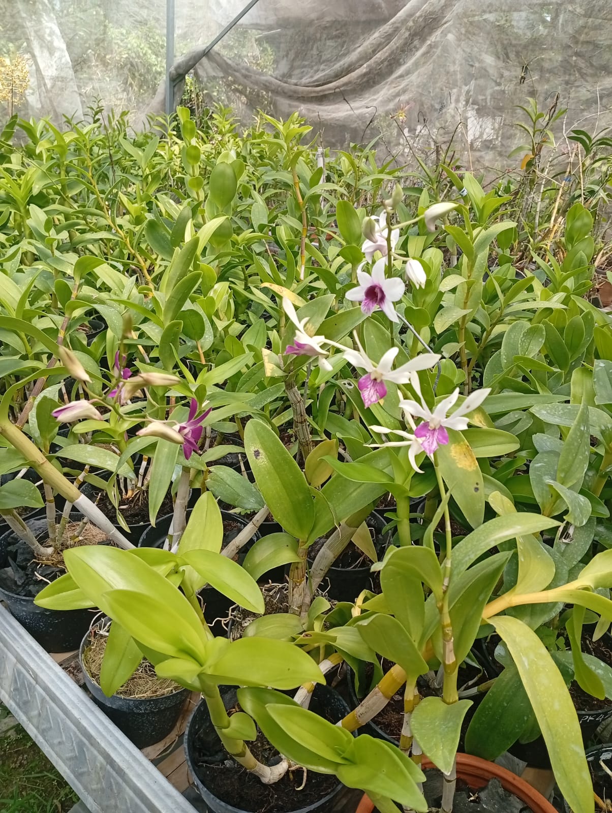 Anggrek Remaja