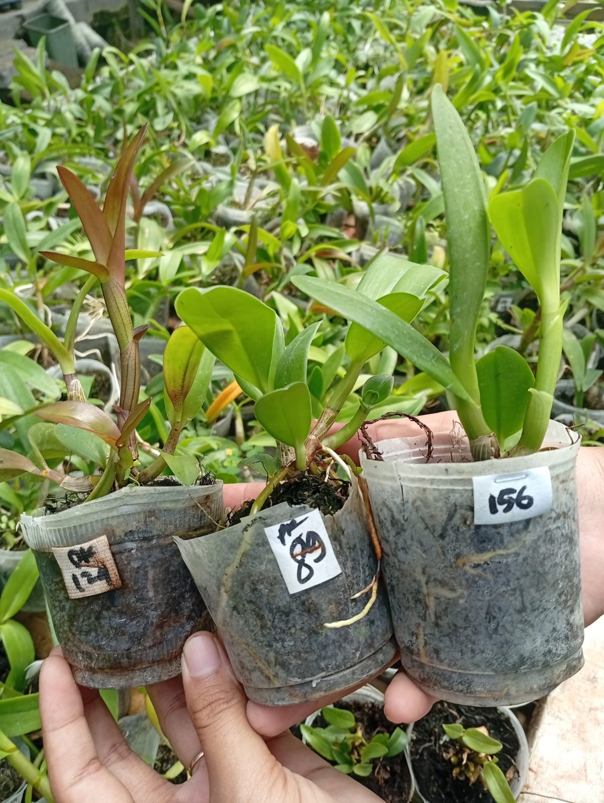 Anggrek Seedling Unggul
