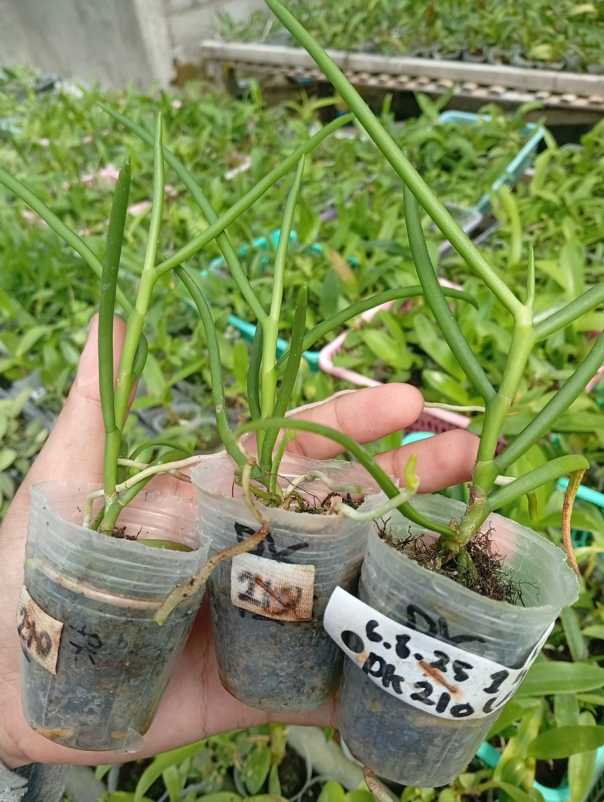 Anggrek Seedling Sehat