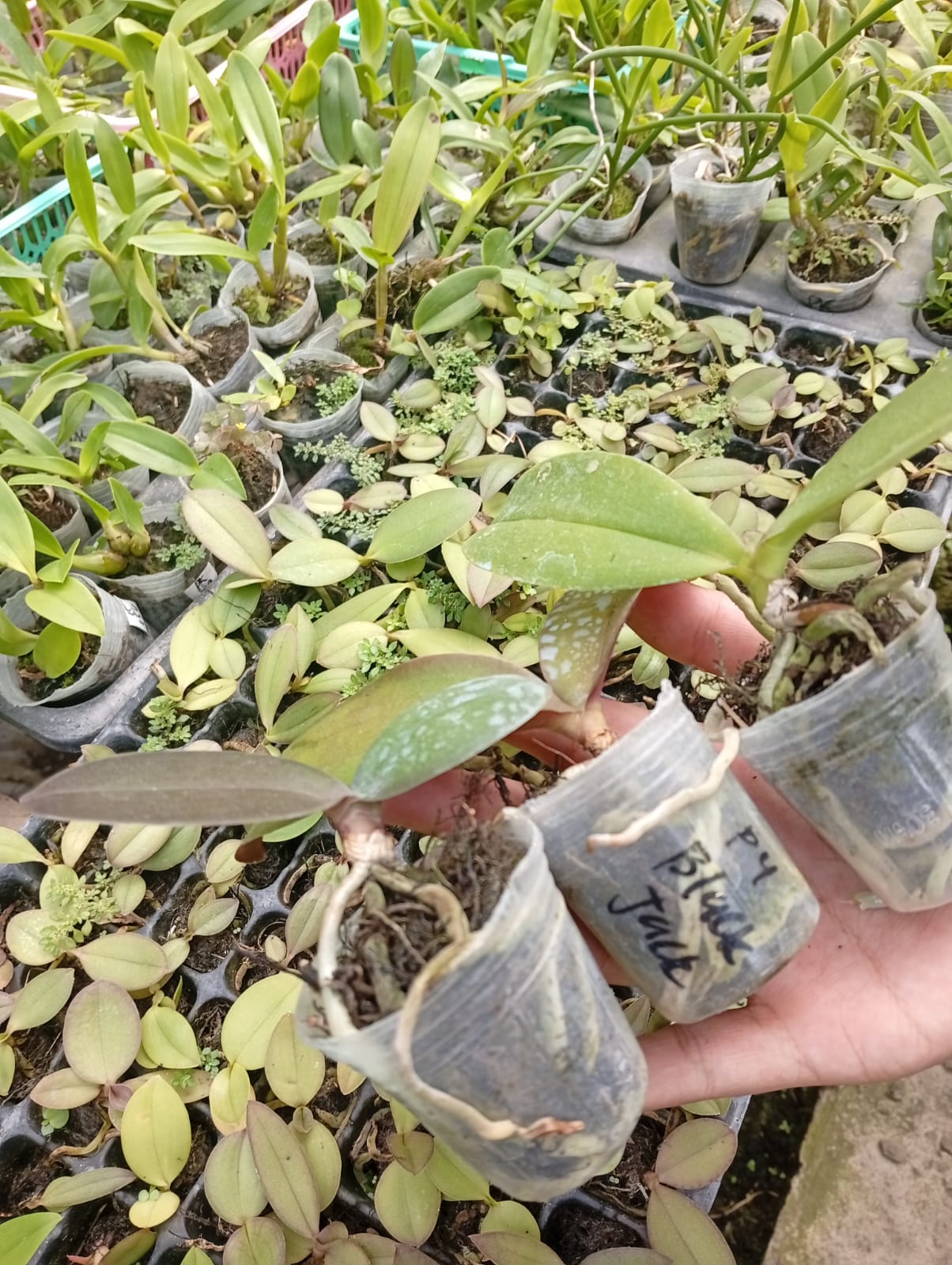 Anggrek Seedling Kuat