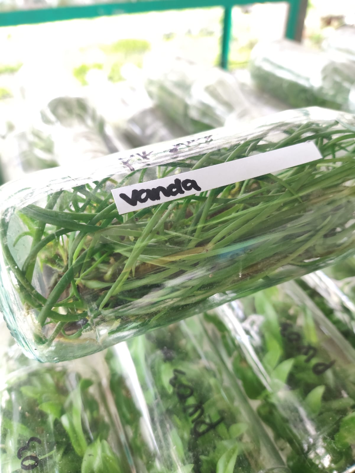 Anggrek Vanda